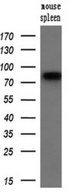 Invitrogen SAMHD1 Monoclonal Antibody (OTI1A1) 100 &mu;L; Unconjugated:Antibodies,