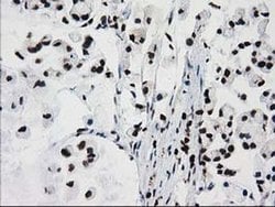 Invitrogen FKBPL Monoclonal Antibody (OTI2D8) 100 &mu;L | Buy Online | Invitrogen&trade; | Fisher Scientific