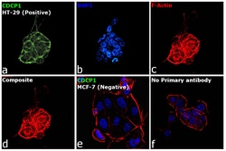 Invitrogen CDCP1 Monoclonal Antibody (OTI2B8) 100 &mu;L; Unconjugated:Antibodies,