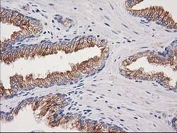 Invitrogen CDCP1 Monoclonal Antibody (OTI2B8) 100 &mu;L; Unconjugated:Antibodies,