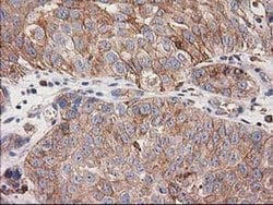 Invitrogen CDCP1 Monoclonal Antibody (OTI2B8) 100 &mu;L; Unconjugated:Antibodies,