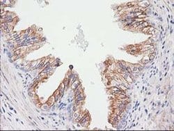 Invitrogen CDCP1 Monoclonal Antibody (OTI2B8) 100 &mu;L; Unconjugated:Antibodies,