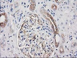 Invitrogen CDCP1 Monoclonal Antibody (OTI2B8) 100 &mu;L; Unconjugated:Antibodies,