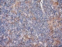 Invitrogen CDCP1 Monoclonal Antibody (OTI2B8) 100 &mu;L; Unconjugated:Antibodies,