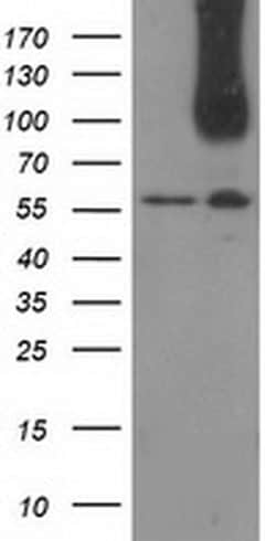 Invitrogen CDCP1 Monoclonal Antibody (OTI2B8) 100 &mu;L; Unconjugated:Antibodies,