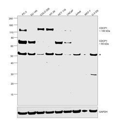 Invitrogen CDCP1 Monoclonal Antibody (OTI2B8) 100 &mu;L; Unconjugated:Antibodies,