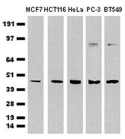 Invitrogen CDCP1 Monoclonal Antibody (OTI2B8) 100 &mu;L; Unconjugated:Antibodies,