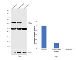 Invitrogen CDCP1 Monoclonal Antibody (OTI2B8) 100 &mu;L; Unconjugated:Antibodies,