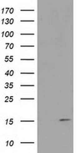 Invitrogen FAM127C Monoclonal Antibody (OTI1A6) 100 &mu;L; Unconjugated:Antibodies,