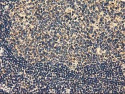 Invitrogen MMAB Monoclonal Antibody (OTI2G5) 100 &mu;L; Unconjugated:Antibodies,