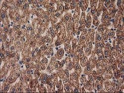 Invitrogen MMAB Monoclonal Antibody (OTI2G5) 100 &mu;L; Unconjugated:Antibodies,