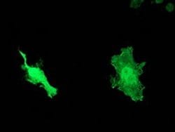 Invitrogen HSP40 Monoclonal Antibody (OTI1E9) 100 &mu;L; Unconjugated:Antibodies,