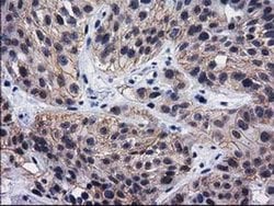 Invitrogen HSP40 Monoclonal Antibody (OTI1E9) 100 &mu;L; Unconjugated:Antibodies,