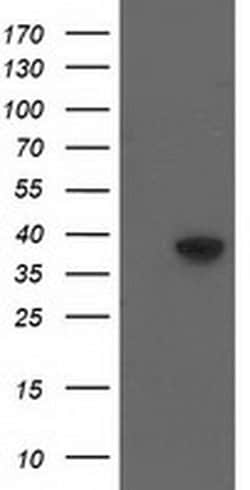Invitrogen HSP40 Monoclonal Antibody (OTI1E9) 100 &mu;L; Unconjugated:Antibodies,