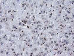 Invitrogen CTDSP1 Monoclonal Antibody (OTI1B6) 100 &mu;L; Unconjugated:Antibodies,