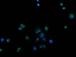 Invitrogen CDCP1 Monoclonal Antibody (OTI2C1) 100 &mu;L; Unconjugated:Antibodies,