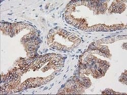 Invitrogen CDCP1 Monoclonal Antibody (OTI2C1) 100 &mu;L; Unconjugated:Antibodies,