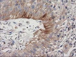 Invitrogen CDCP1 Monoclonal Antibody (OTI2C1) 100 &mu;L; Unconjugated:Antibodies,