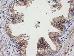 Invitrogen CDCP1 Monoclonal Antibody (OTI2C1) 100 &mu;L; Unconjugated:Antibodies,