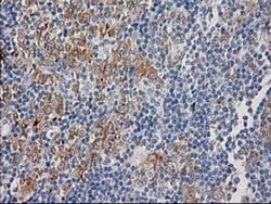 Invitrogen CDCP1 Monoclonal Antibody (OTI2C1) 100 &mu;L; Unconjugated:Antibodies,