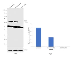 Invitrogen CDCP1 Monoclonal Antibody (OTI2C1) 100 &mu;L; Unconjugated:Antibodies,