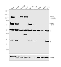 Invitrogen CDCP1 Monoclonal Antibody (OTI2C1) 100 &mu;L; Unconjugated:Antibodies,