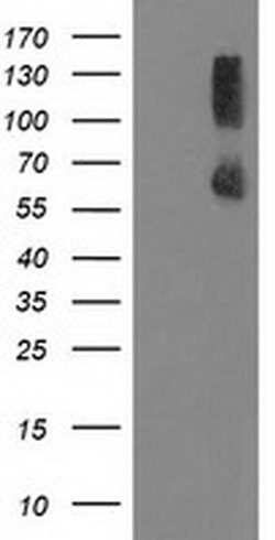 Invitrogen PPM1G Monoclonal Antibody (OTI1C12) 100 &mu;L; Unconjugated:Antibodies,