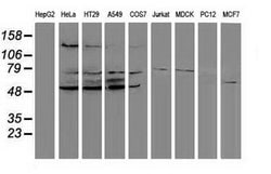 Invitrogen PPM1G Monoclonal Antibody (OTI1C12) 100 &mu;L; Unconjugated:Antibodies,