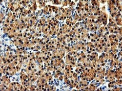 Invitrogen LMAN1 Monoclonal Antibody (OTI1C5) 100 &mu;L; Unconjugated:Antibodies,