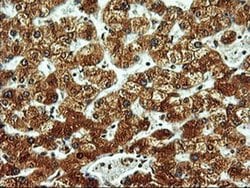 Invitrogen LMAN1 Monoclonal Antibody (OTI1C5) 100 &mu;L; Unconjugated:Antibodies,