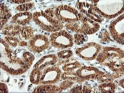 Invitrogen LMAN1 Monoclonal Antibody (OTI1C5) 100 &mu;L; Unconjugated:Antibodies,