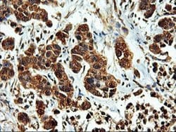 Invitrogen LMAN1 Monoclonal Antibody (OTI1C5) 100 &mu;L; Unconjugated:Antibodies,