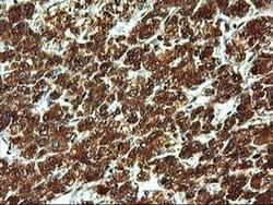 Invitrogen LMAN1 Monoclonal Antibody (OTI1C5) 100 &mu;L; Unconjugated:Antibodies,