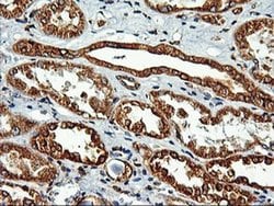 Invitrogen LMAN1 Monoclonal Antibody (OTI1C5) 100 &mu;L; Unconjugated:Antibodies,