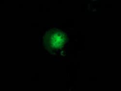 Invitrogen GBP5 Monoclonal Antibody (OTI5C9) 100 &mu;L; Unconjugated:Antibodies,