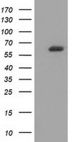 Invitrogen GBP5 Monoclonal Antibody (OTI5C9) 100 &mu;L; Unconjugated:Antibodies,