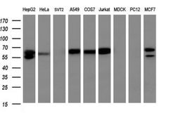 Invitrogen GBP5 Monoclonal Antibody (OTI5C9) 100 &mu;L; Unconjugated:Antibodies,