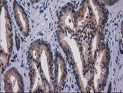 Invitrogen Gephyrin Monoclonal Antibody (OTI3C6) 100 &mu;L; Unconjugated:Antibodies,