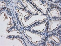 Invitrogen PACSIN3 Monoclonal Antibody (OTI4F8) 100 &mu;L; Unconjugated:Antibodies,