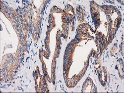 Invitrogen PACSIN3 Monoclonal Antibody (OTI4F8) 100 &mu;L; Unconjugated:Antibodies,