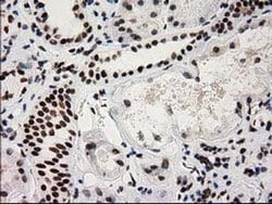 Invitrogen CTDSP1 Monoclonal Antibody (OTI1G1) 100 &mu;L; Unconjugated:Antibodies,