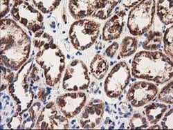 Invitrogen MMAA Monoclonal Antibody (OTI3A3) 100 &mu;L; Unconjugated:Antibodies,