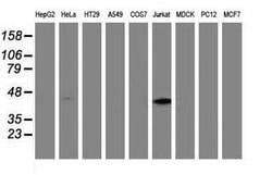 Invitrogen MMAA Monoclonal Antibody (OTI3A3) 100 &mu;L; Unconjugated:Antibodies,