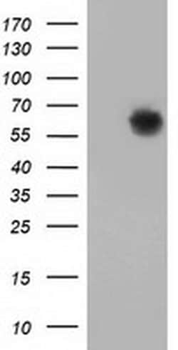 Invitrogen GBP5 Monoclonal Antibody (OTI8B12) 100 &mu;L; Unconjugated:Antibodies,