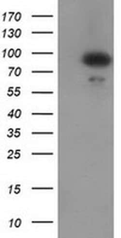 Invitrogen Gephyrin Monoclonal Antibody (OTI3A6) 100 &mu;L; Unconjugated:Antibodies,
