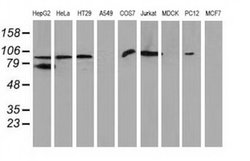 Invitrogen Gephyrin Monoclonal Antibody (OTI3A6) 100 &mu;L; Unconjugated:Antibodies,
