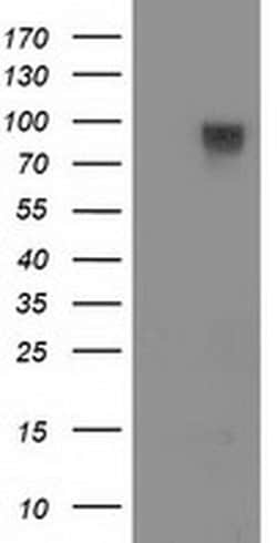 Invitrogen FAM40A Monoclonal Antibody (OTI7G7) 100 &mu;L; Unconjugated:Antibodies,