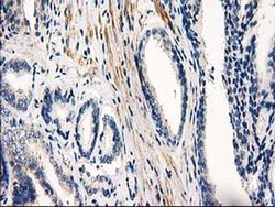 Invitrogen PDE2A Monoclonal Antibody (OTI1G9) 100 &mu;L; Unconjugated:Antibodies,