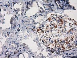 Invitrogen PDE2A Monoclonal Antibody (OTI1G9) 100 &mu;L; Unconjugated:Antibodies,