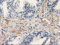 Invitrogen PDE2A Monoclonal Antibody (OTI1G9) 100 &mu;L; Unconjugated:Antibodies,
